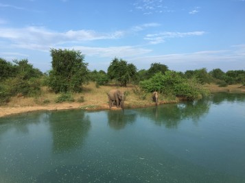 Uda Walawe Elefanten